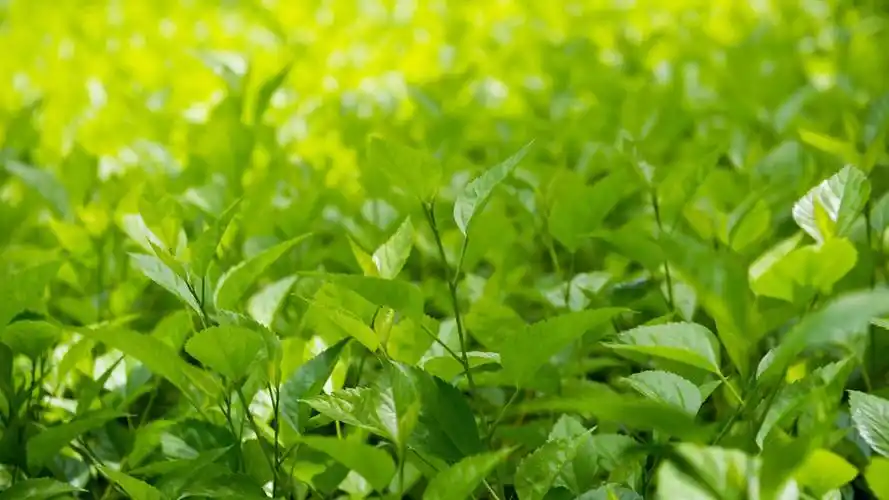 2024年抖音最火背景图片