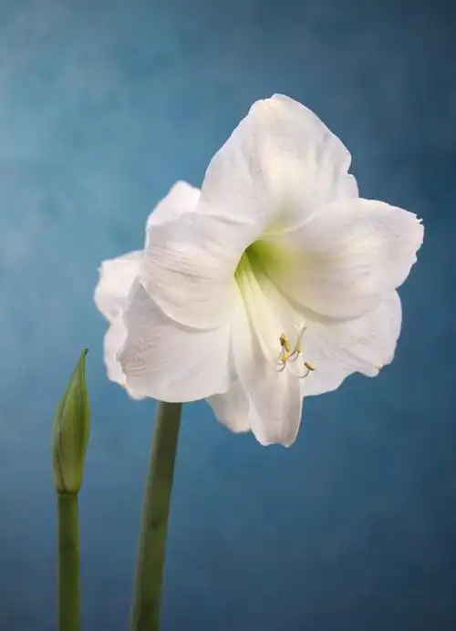 孤挺花白色花园艺植物头花花瓣