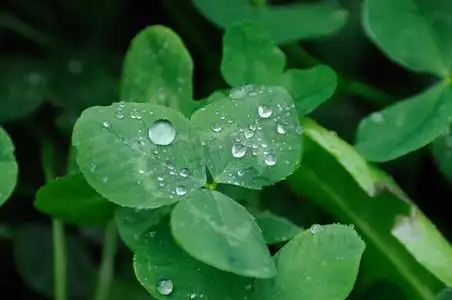 三叶草上的水滴幸运草四叶草