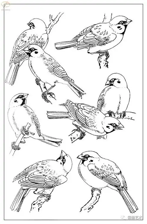 白描麻雀百图分享
