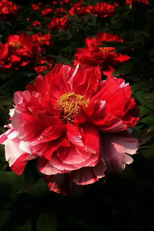 唯有牡丹真国色