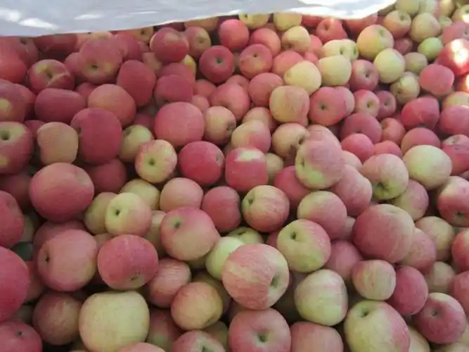 收苹果的人都去哪了?