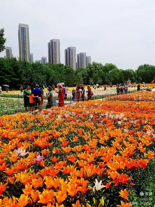 沈阳沈水湾公园百合花展