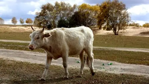 乌兰布统草原——牛,牛,牛