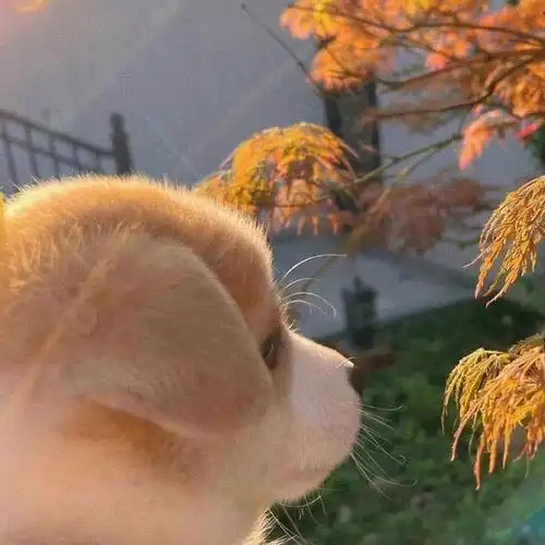 求一些简单干净的头像