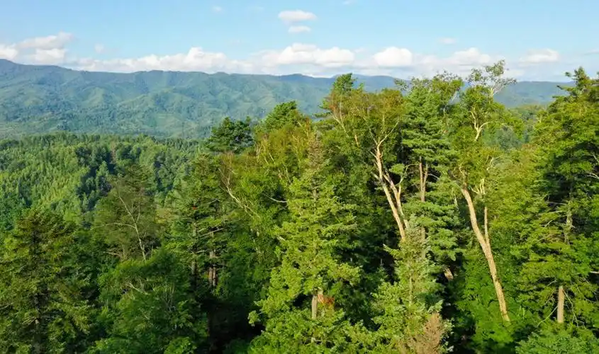 长白山林海.赵冷冰 摄