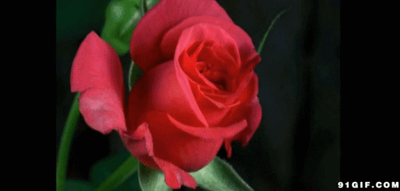 羞答答的玫瑰静悄悄地开 慢慢地同时凋零同时盛开 爱情的手呀抚过她的