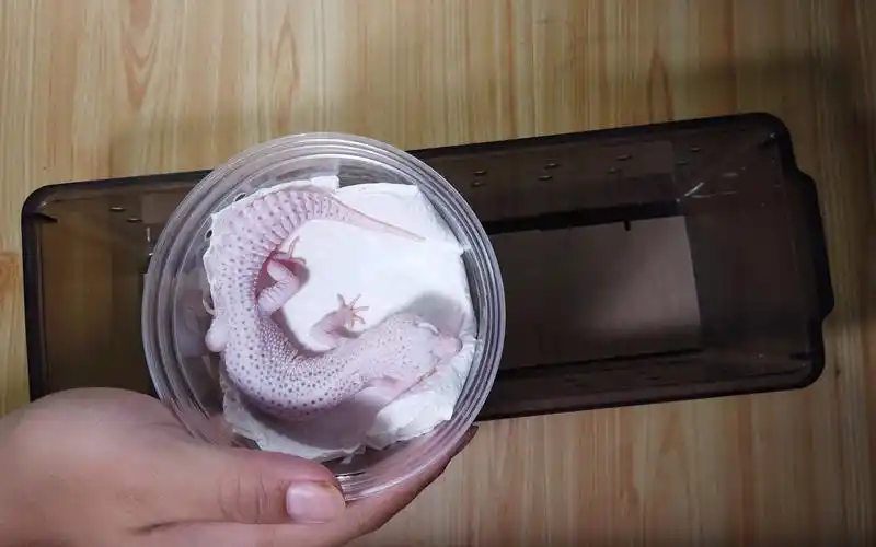 【豹纹守宫】开箱一条小雪白