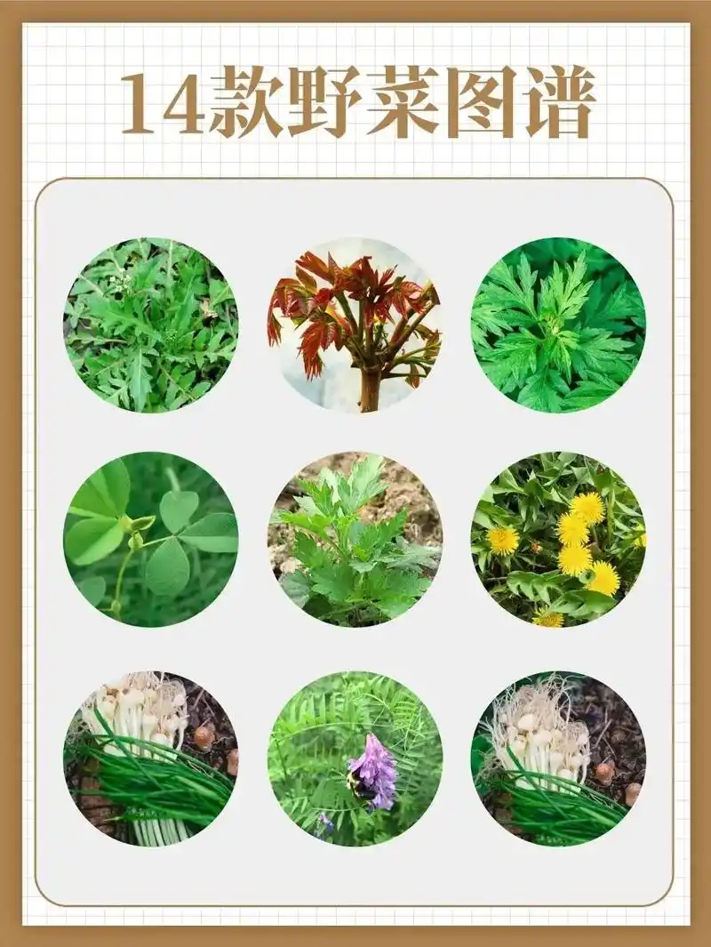 可食用野菜合集.野菜营养价值和普通蔬菜差不多 - 抖音