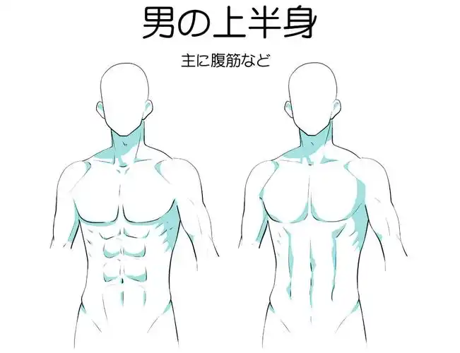 轻微课 的想法: 男性人体腹肌的表现方法,学画画干货! … - 知乎