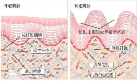 原来保养肌肤的真皮层这这这么重要