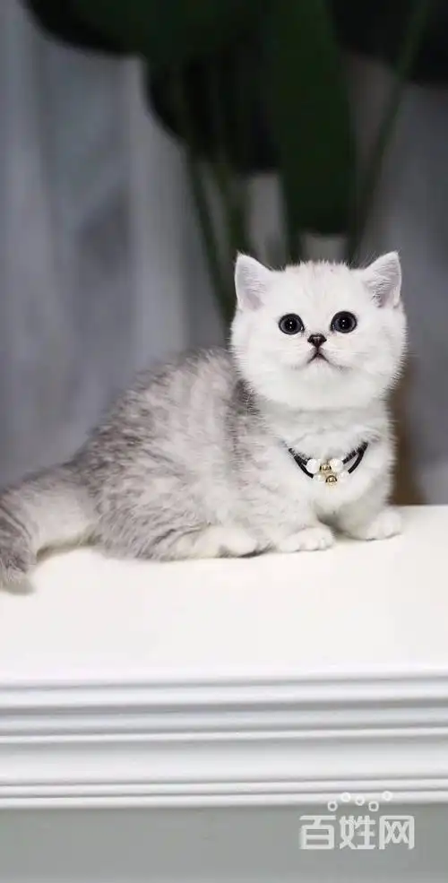 滨州银渐层多少钱一只 纯种渐层猫 英短银渐层