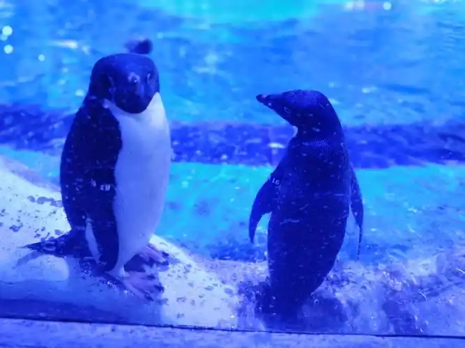 上海海昌海洋公园