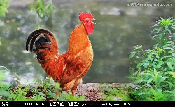 公鸡有红红的鸡冠子!