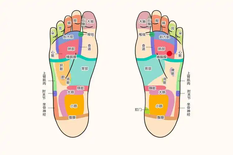 五脏六腑是人体各内脏的总称,脏是指实心有结构的脏器,腑是指空心的