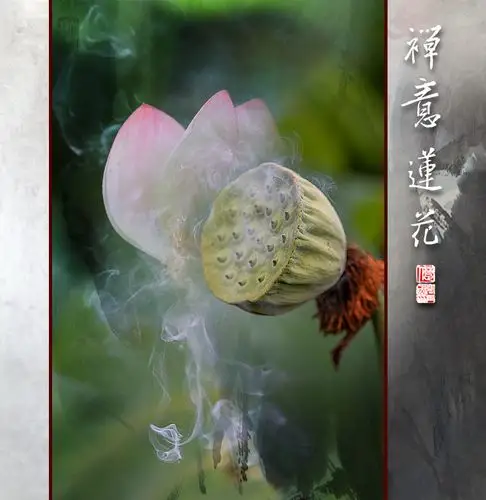 禅意莲花