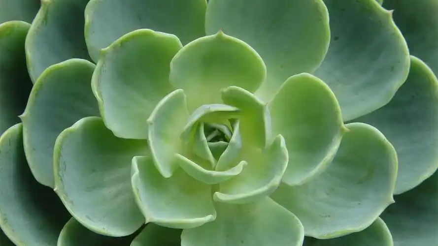 可爱多肉植物观音莲高清电脑桌面壁纸