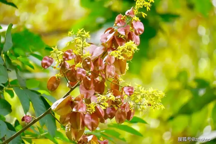 行道树新品种栾树