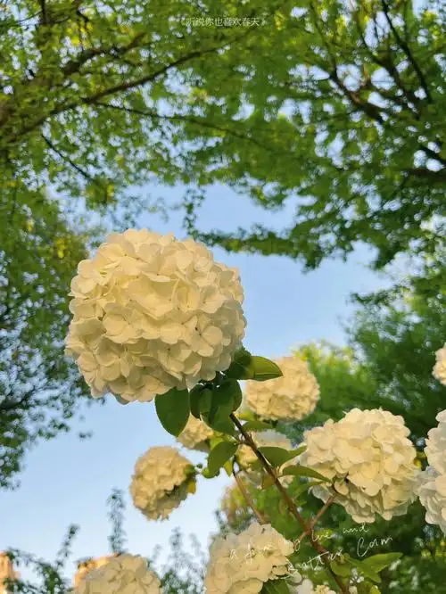 冲鸭#白色绣球花