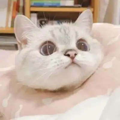 优雅可爱的呆萌小猫头像精致 很高清呆萌小猫头像热门_动物头像_美头