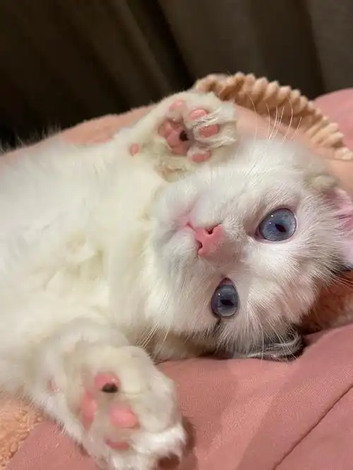 爱撒娇的小猫咪