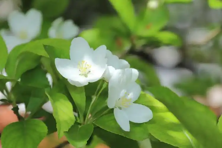 鹤峰梨花开满枝头绿叶挂满树梢