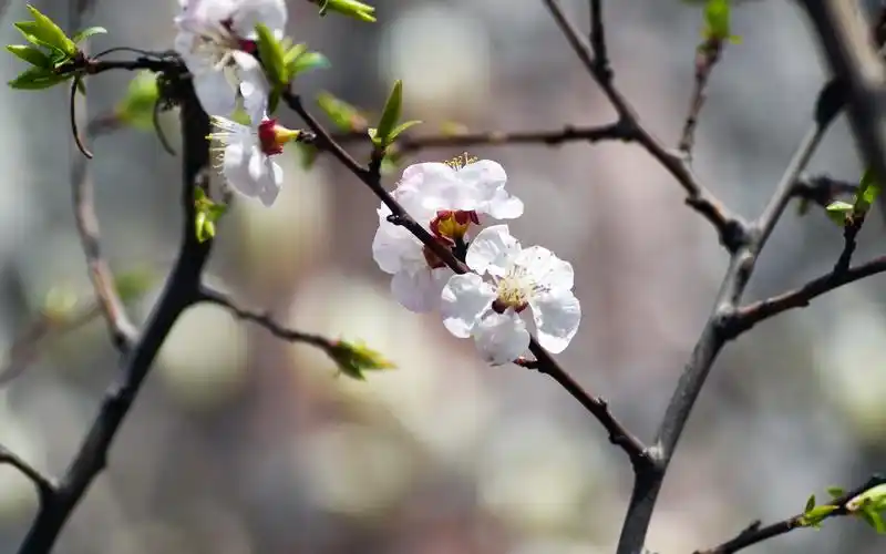 杏花粉红色花卉风景高清壁纸