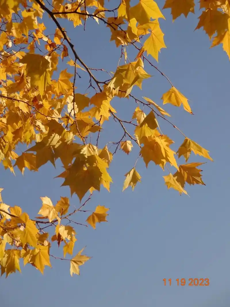 美图秀秀 一叶知秋@美艳的保鲜膜 @亜 #秋天 #梧桐 - 抖音