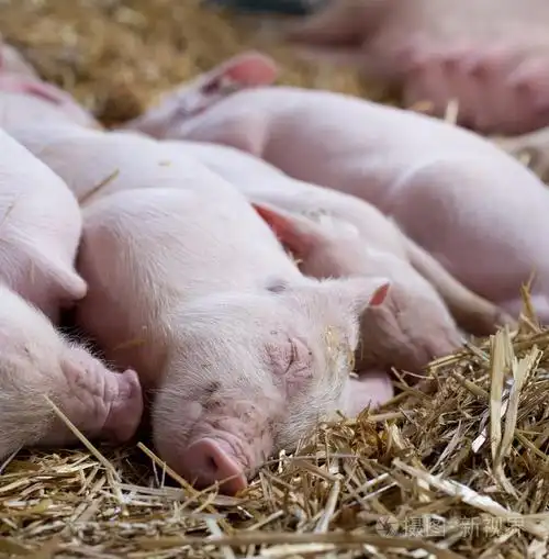 仔猪在稻草上睡觉
