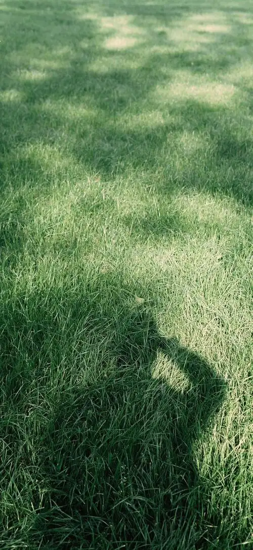 绿色护眼壁纸太耐看了