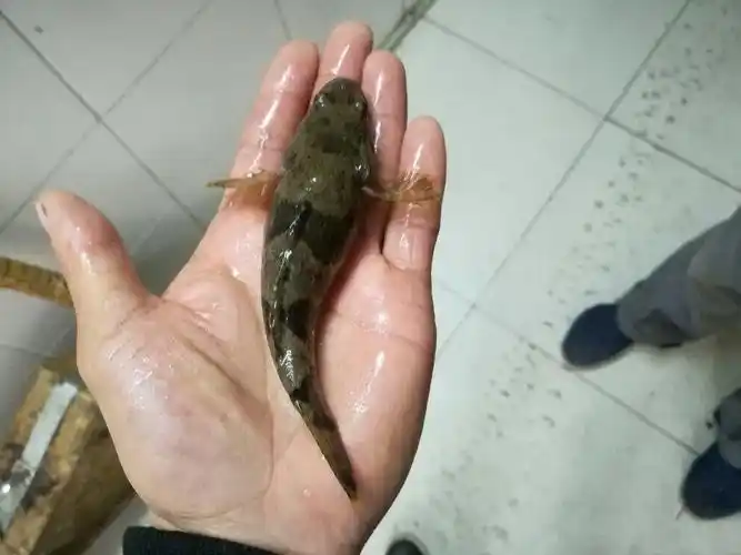 这种鱼有个特别霸气的名字,以前见到也不捡,现在百元一斤|鳢|沙塘|鱼