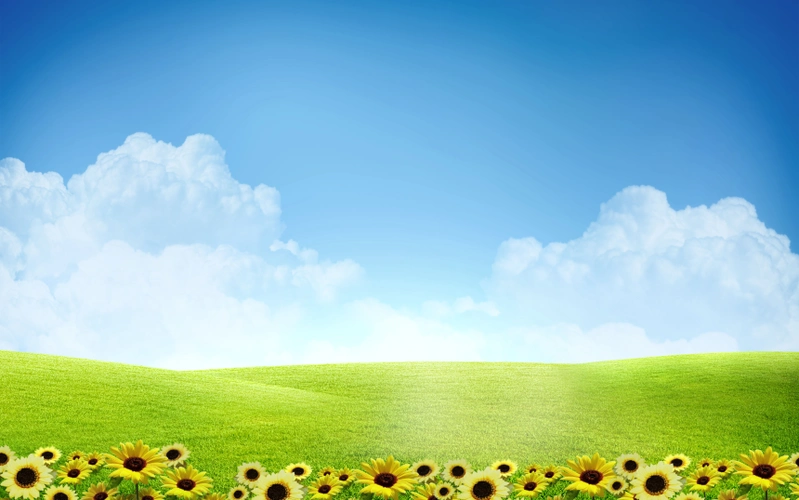 蓝天白云绿地向日葵