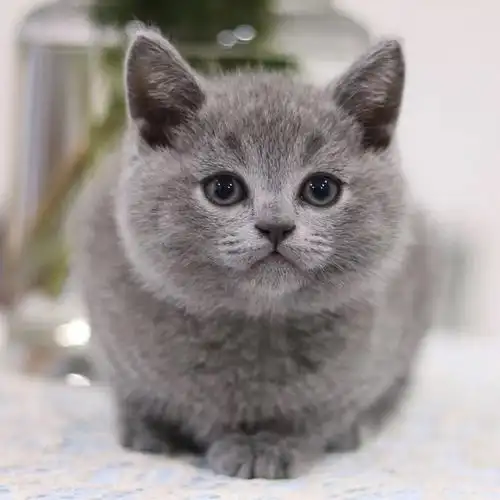 英国短毛蓝猫纯种美短英短幼猫家养宠物猫咪猫咪