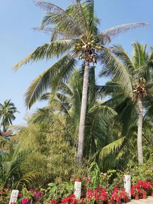 高大的椰子树.