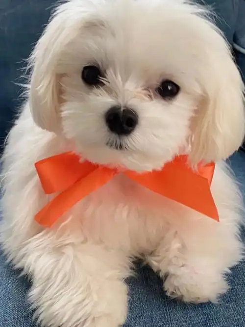 那不得有我们家的可爱bon酱#萌宠  #狗狗日常  #国际小狗日#赞多  #赞