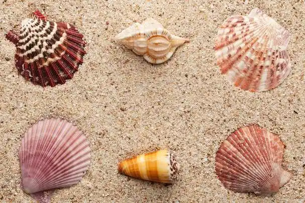 饲养贝壳的注意事项有哪些