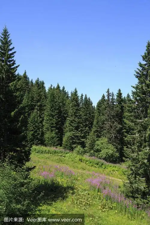 高山景观针叶林景观与野花高山草甸