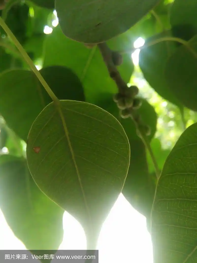 绿色,灵性,印度,叶子,菩提树