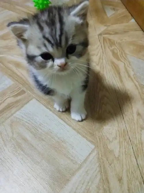 出售家养美短英短渐层