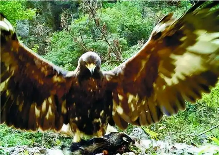 原创许多朋友对鹰和雕还有隼分不清它们都有哪些区别呢