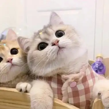 超萌可爱的猫咪治愈系情头图片_情侣头像_美头网