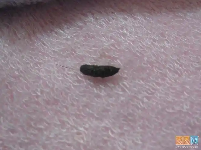 墙中之鼠,墙中之鼠讲的什么怪物