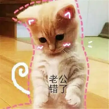 老公,我错了 - 猫咪撒娇卖萌表情包_喵咪_喵星人_怂_萌萌哒表情