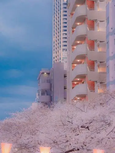 日本樱花风景高清壁纸手机屏保无水印图片这个冬天格外漫长且寒冷但所