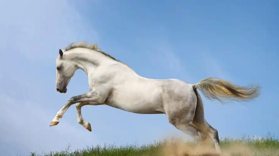 英俊潇洒的白马