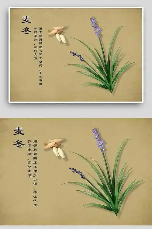 麦冬中草药手绘海报-众图网
