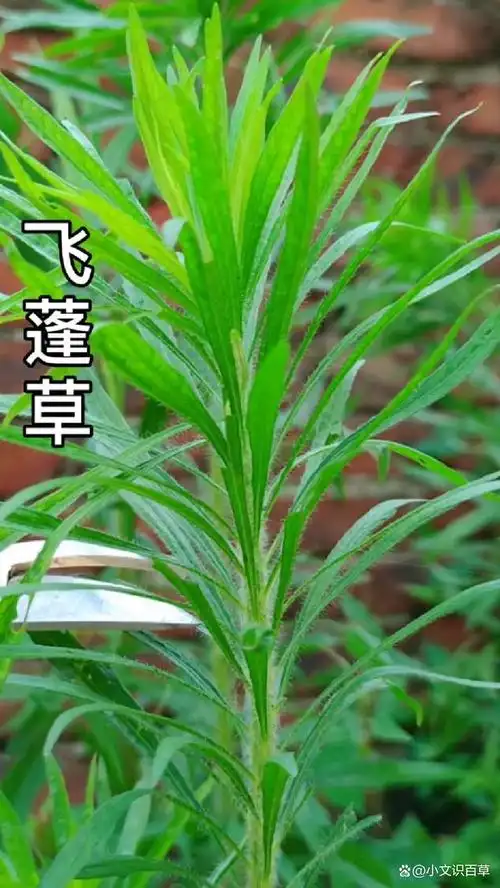 小文识百草——平凡而神秘的飞蓬草!