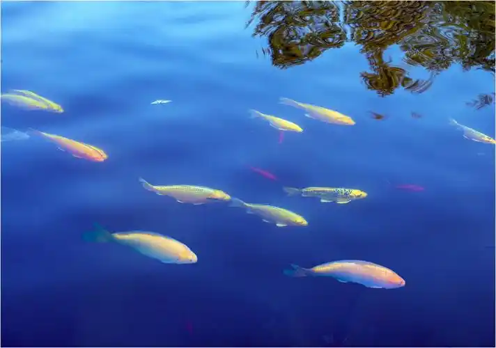 清澈的水潭中游动的金鱼.