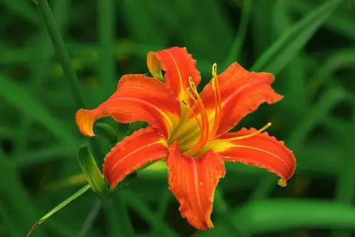 有紫色萱草花吗?