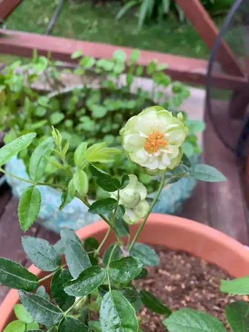 新入手的闪电,绿色的月季大家看到过吗?宿迁十元苗子